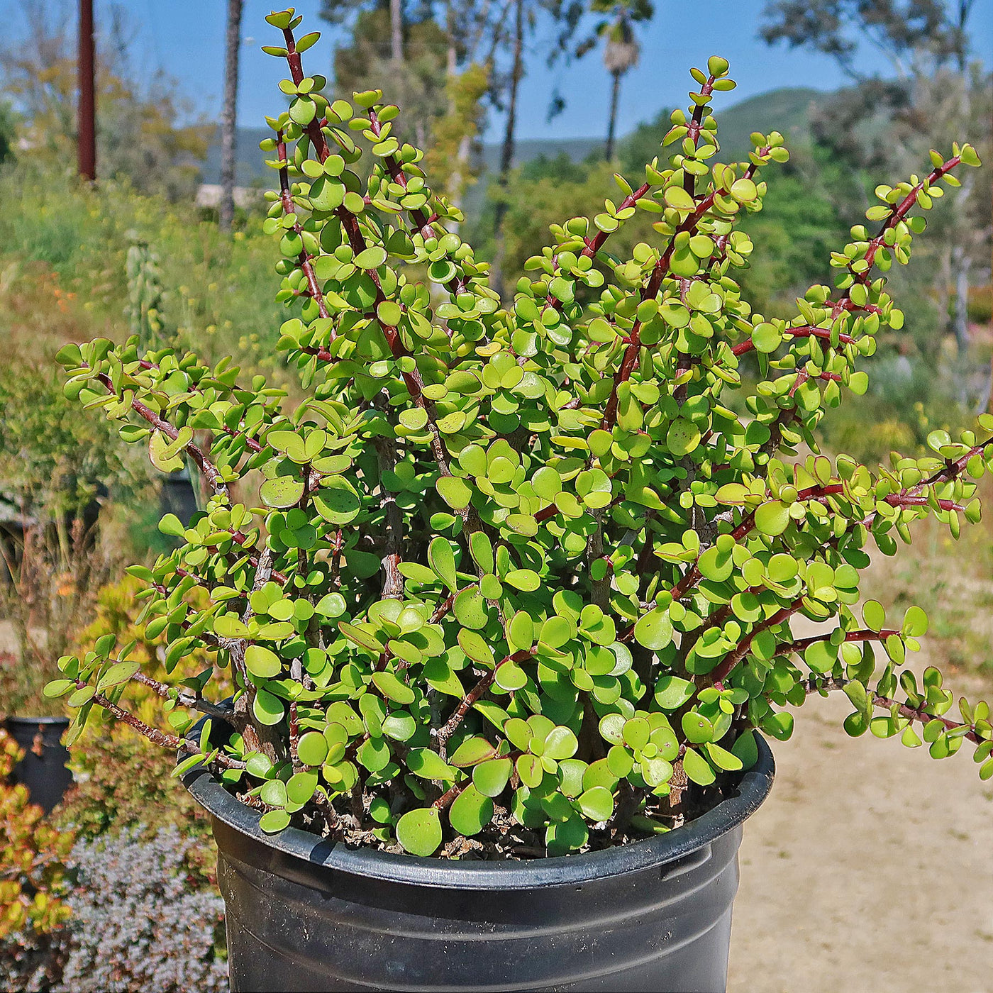 elephant food jade plant Shop 'Elephant bush - Portulacaria afra' Care and Info