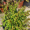 Elephant Bush - Portulacaria afra 6