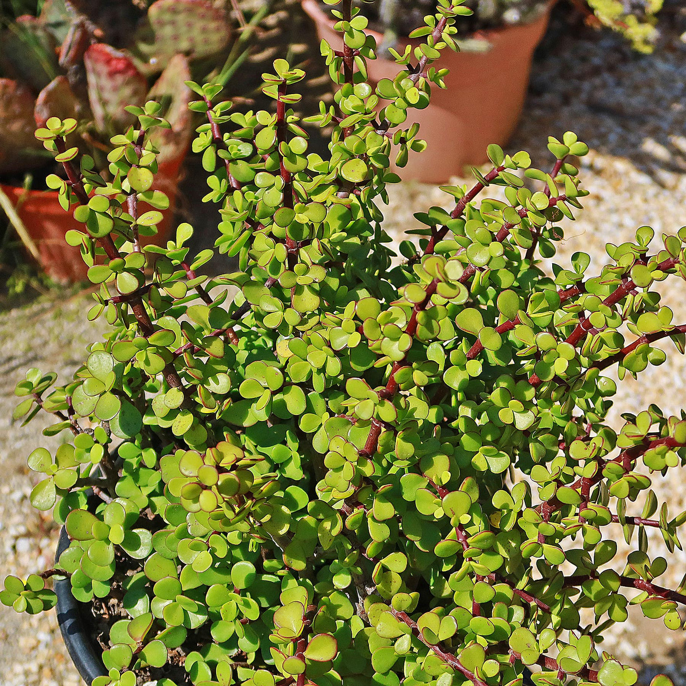 portulacaria afra care outdoors Shop 'Elephant bush - Portulacaria afra' Care and Info