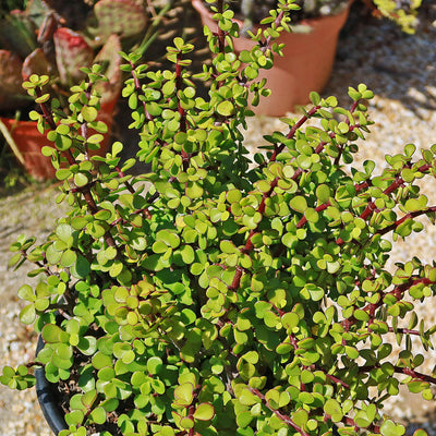 elephant bush and jade plant Elephant Bush