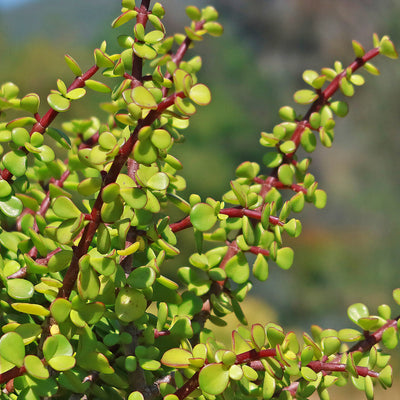 elephant succulent Shop 'Elephant bush - Portulacaria afra' Care and Info