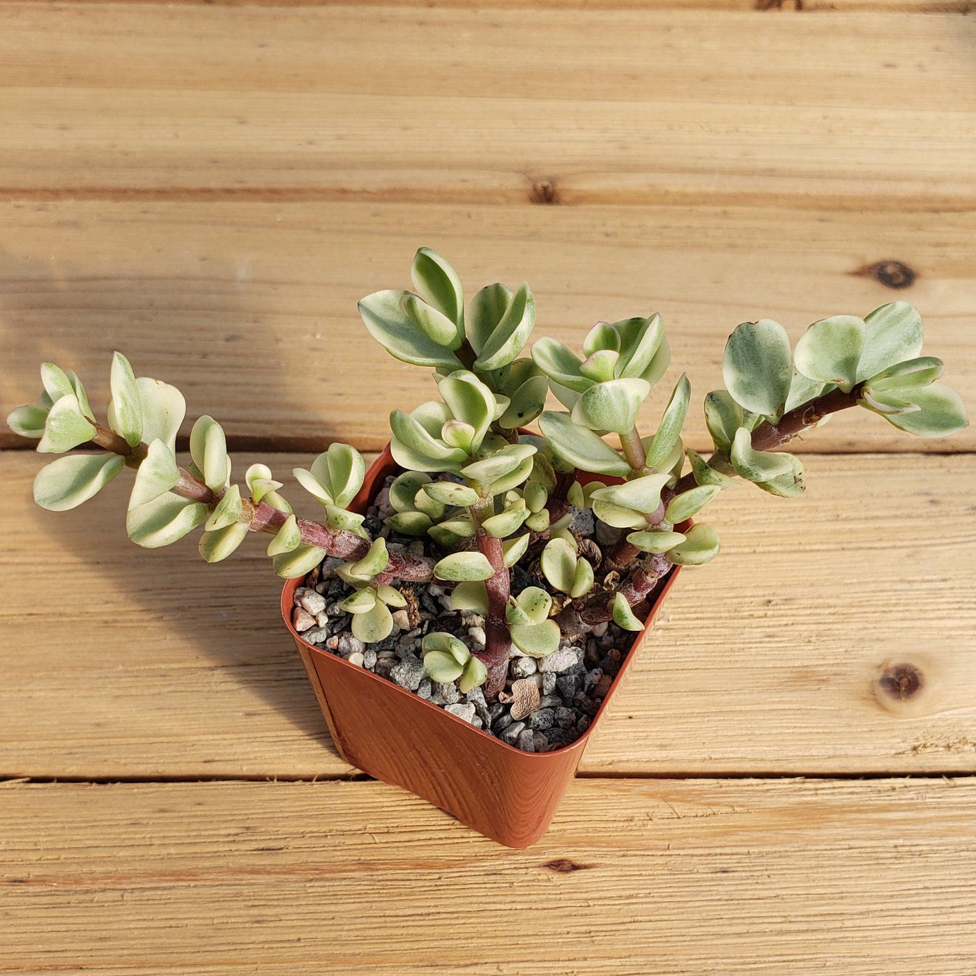rainbow elephant bush portulacaria afra variegata Rainbow Bush 'Portulacaria afra variegata'