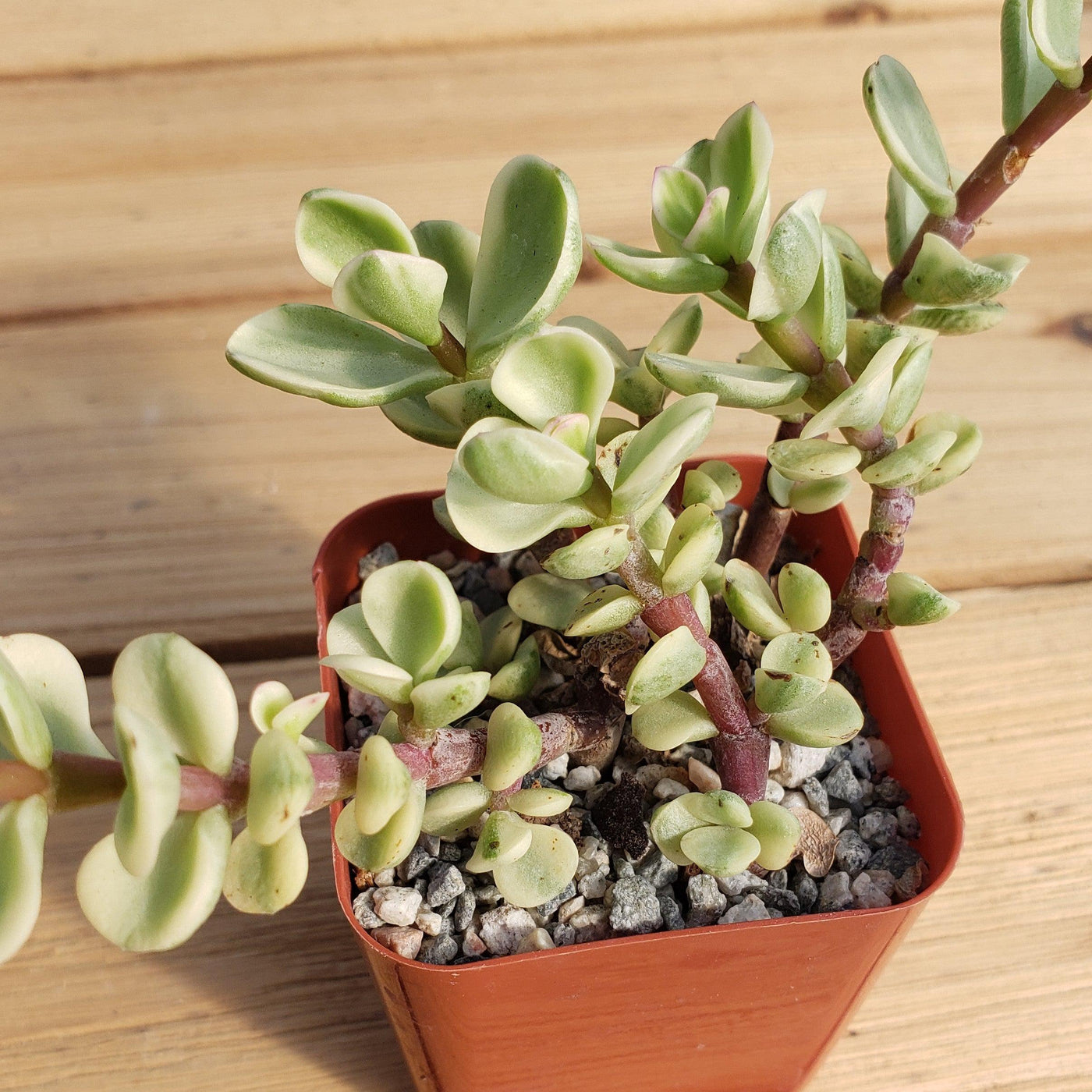 rainbow elephant succulent Rainbow Bush 'Portulacaria afra variegata'