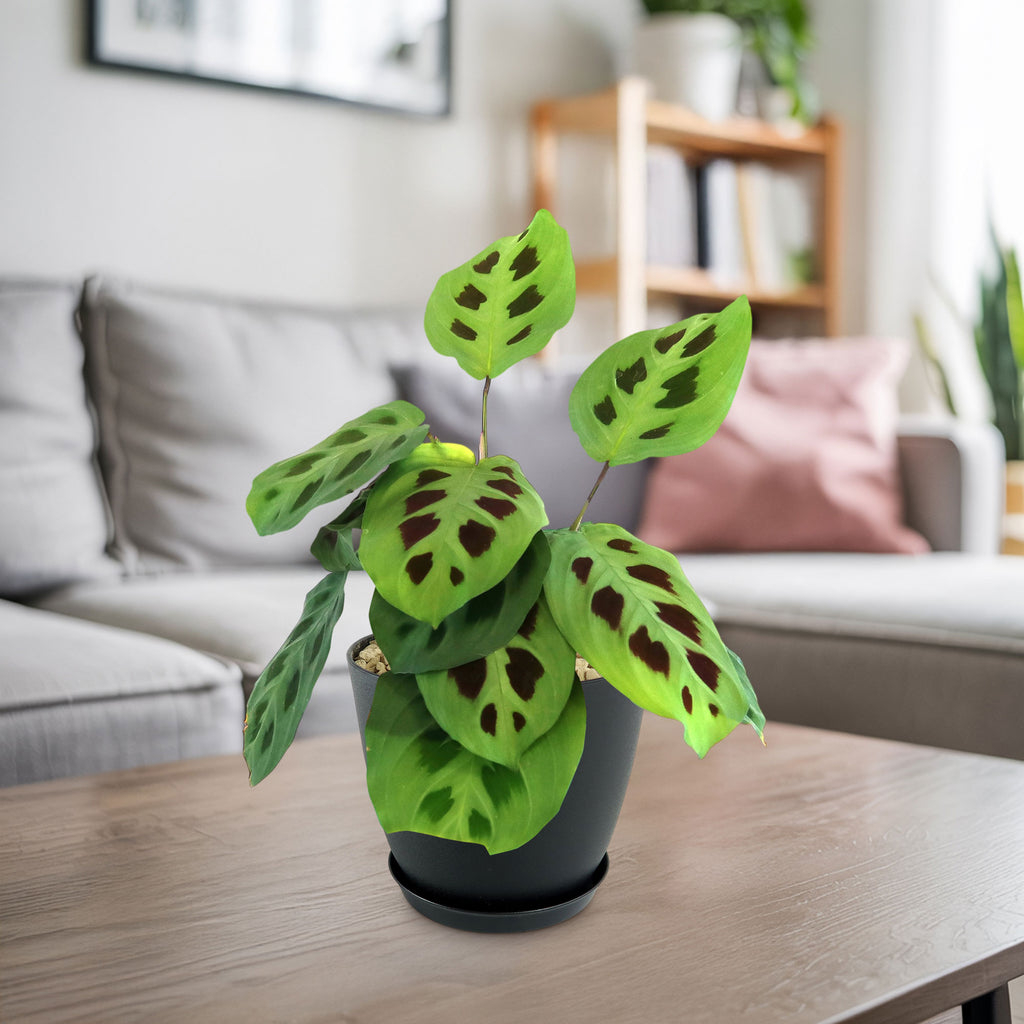 Potted indoor plant with glossy green leaves beside a small Buddha statue