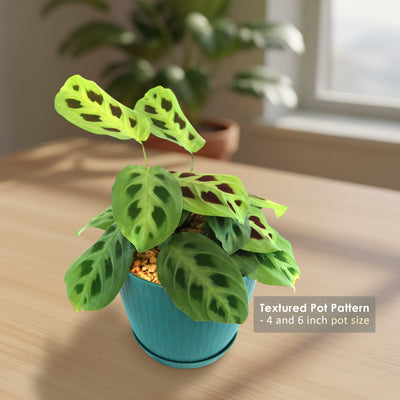 the prayer plant maranta leuconeura Buy 'Prayer Plant – Maranta leuconeura' Care and Growing Guide