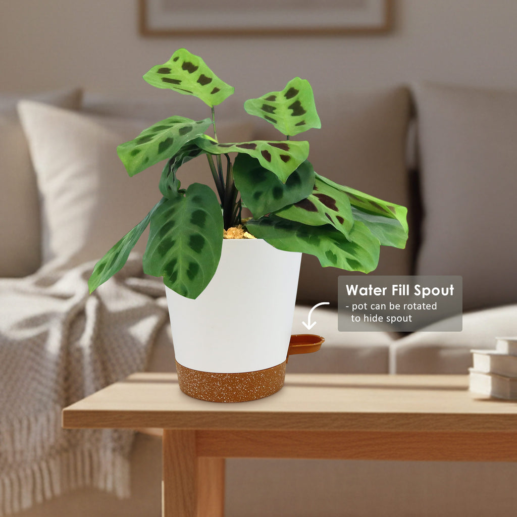 Potted indoor plant with glossy green leaves beside a small Buddha statue