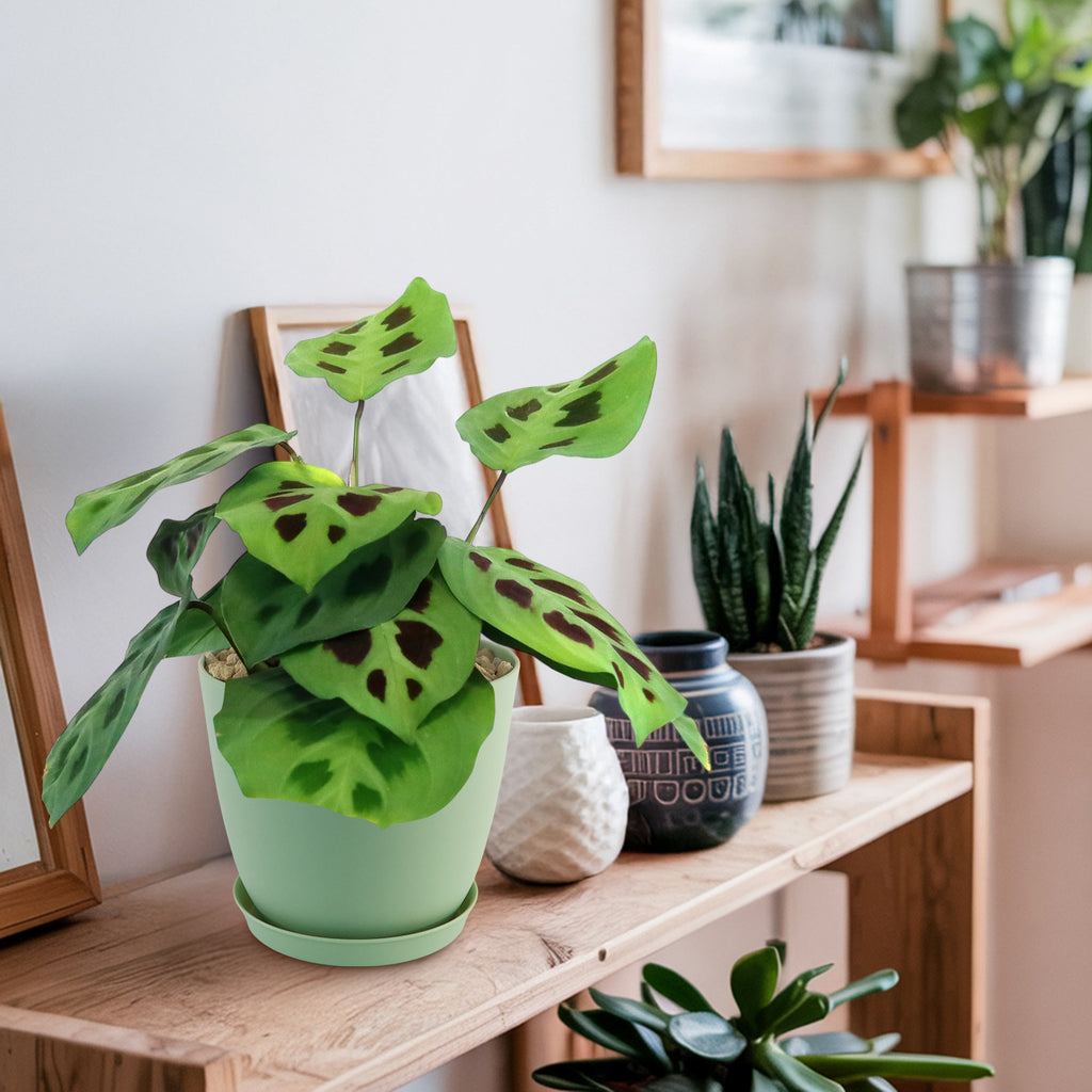 Potted indoor plant with glossy green leaves beside a small Buddha statue