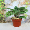 Maranta leuconeura Prayer Plant, a pet-friendly houseplant with green leaves and dark spots, on a light surface near a vine-covered stone wall.