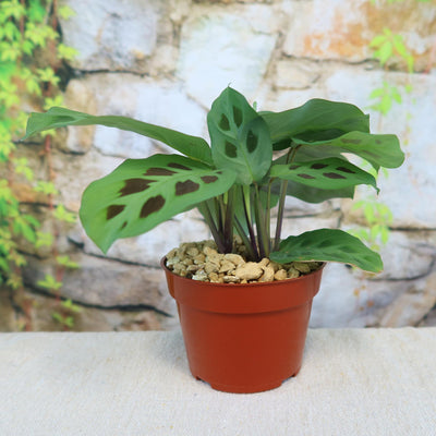 Buy 'Prayer Plant – Maranta leuconeura' Care and Growing Guide