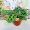 A pet-friendly Prayer Plant ‘Maranta leuconeura’ with green oval leaves and dark spots on a light surface, stone wall and greenery behind.