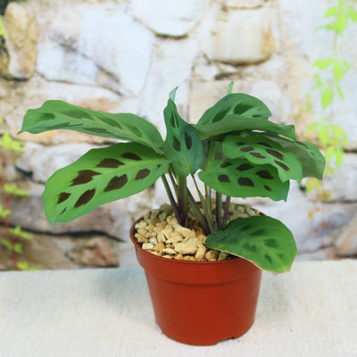 Buy 'Prayer Plant – Maranta leuconeura' Care and Growing Guide