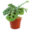 Prayer Plant ‘Maranta leuconeura’ in a small orange pot with light brown pebbles, broad green leaves, pet-friendly indoor plant.