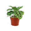 A pet-friendly Prayer Plant ‘Maranta leuconeura’ with dark-spotted green leaves in a brown plastic pot of stones on white background.