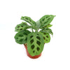 The Prayer Plant ‘Maranta leuconeura’ is a pet-friendly indoor plant with oval green leaves, dark spots, and light streaks.