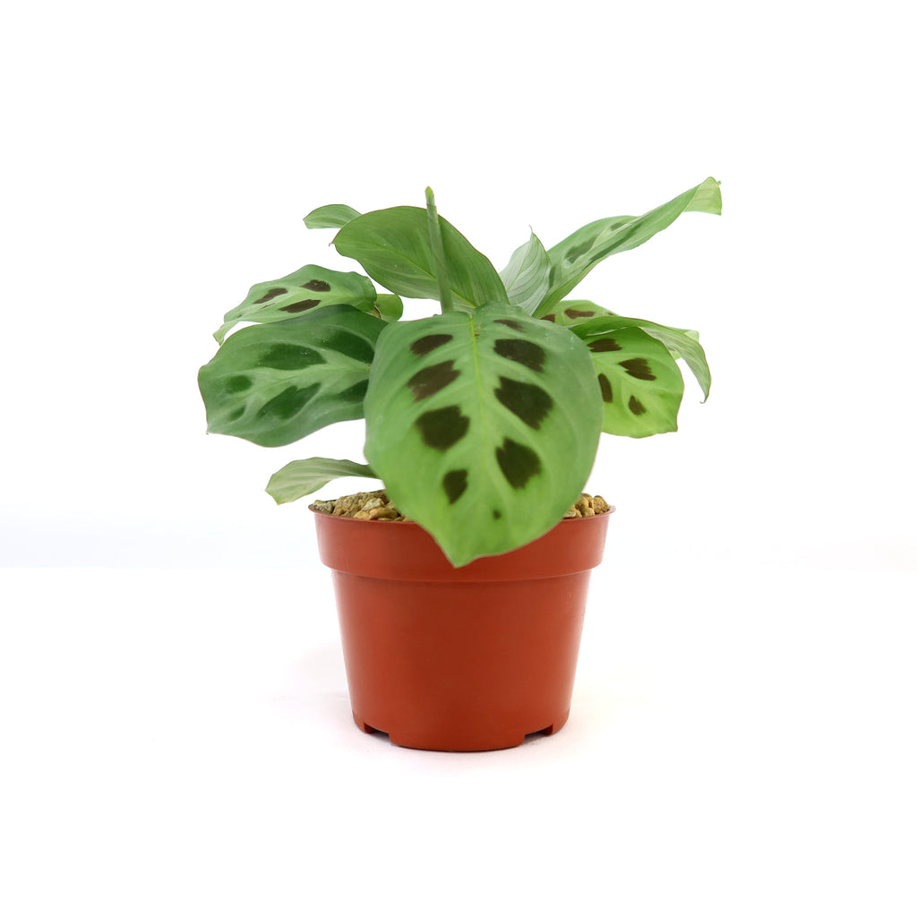 patrol_placeholder_a6ead9acc5af34cb22c78a05ed144ef7