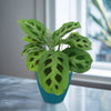 Prayer Plant ‘Maranta leuconeura’ with green leaves and dark markings sits on a gray surface near a sunlit window, pet-friendly houseplant.