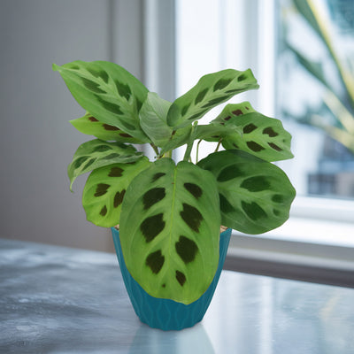 prayer plant pet friendly Prayer Plant ‘Maranta leuconeura’