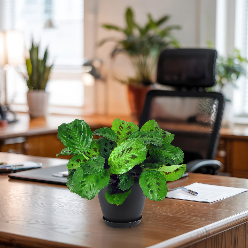 Prayer Plant ‘Maranta leuconeura’