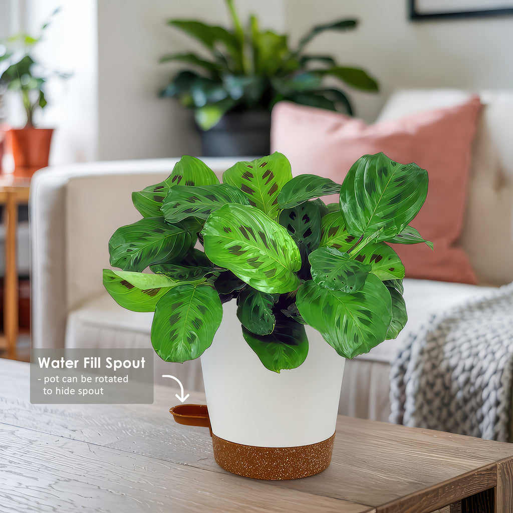 Prayer Plant ‘Maranta leuconeura’