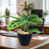 A pet-friendly Prayer Plant (Maranta leuconeura) with patterned leaves on a wooden office desk, near papers, a pen, and a chair.
