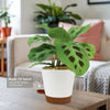 A Prayer Plant ‘Maranta leuconeura’ with spotted leaves on a coffee table in a pot featuring a hidden, labeled rotatable water spout.
