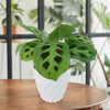 The Prayer Plant ‘Maranta leuconeura’ with green leaves and dark spots in a white textured pot on a wooden table, pet-friendly.