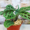 Pet-friendly Maranta leuconeura Prayer Plant with green leaves and dark oval markings in a brown pot with pebbles, softly blurred background.