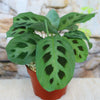 Pet-friendly Prayer Plant ‘Maranta leuconeura’ with large green leaves, dark spots, and light veins against a light textured background.