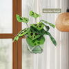 Prayer Plant ‘Maranta leuconeura’