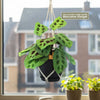 Prayer Plant ‘Maranta leuconeura’