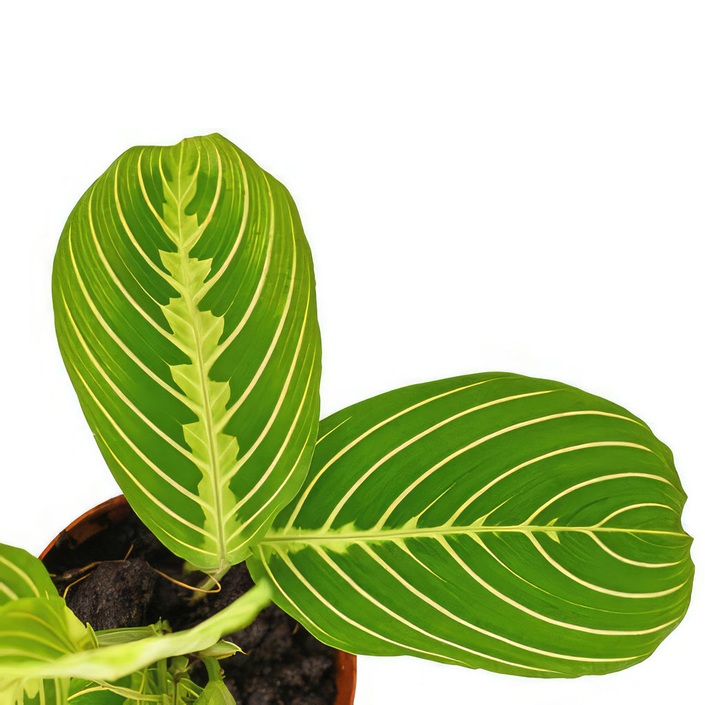 Lemon Lime Maranta ‘Lemon Lime Prayer Plant’