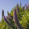 Pride of Madeira ‘Echium candicans’