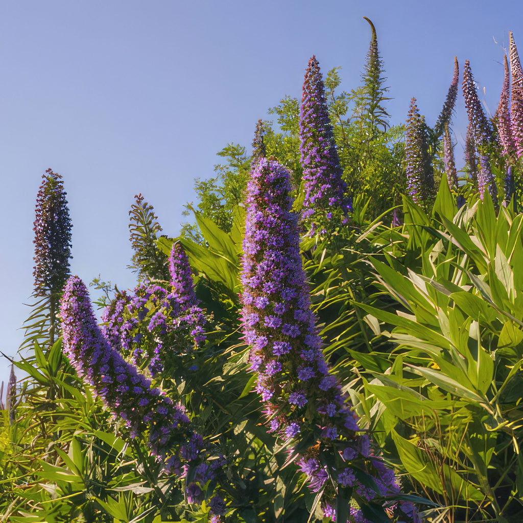 Pride of Madeira ‘Echium candicans’
