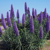 Pride of Madeira ‘Echium candicans’