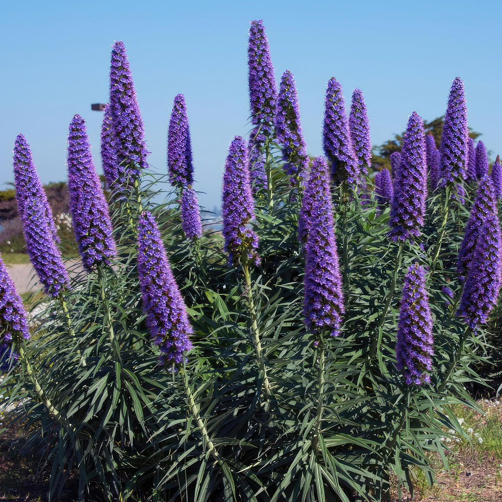 Pride of Madeira ‘Echium candicans’