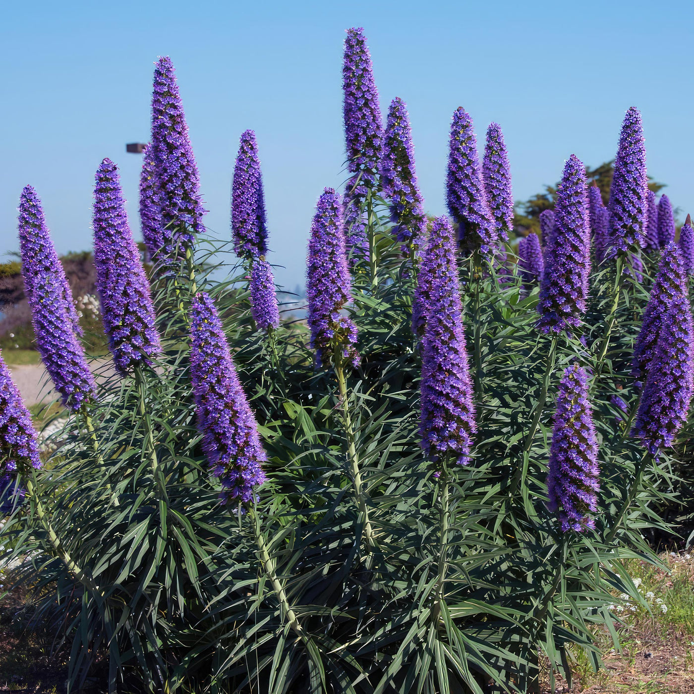Shop 'Pride of Madeira  Echium candicans' Care & Growing Guide | Planet  Desert