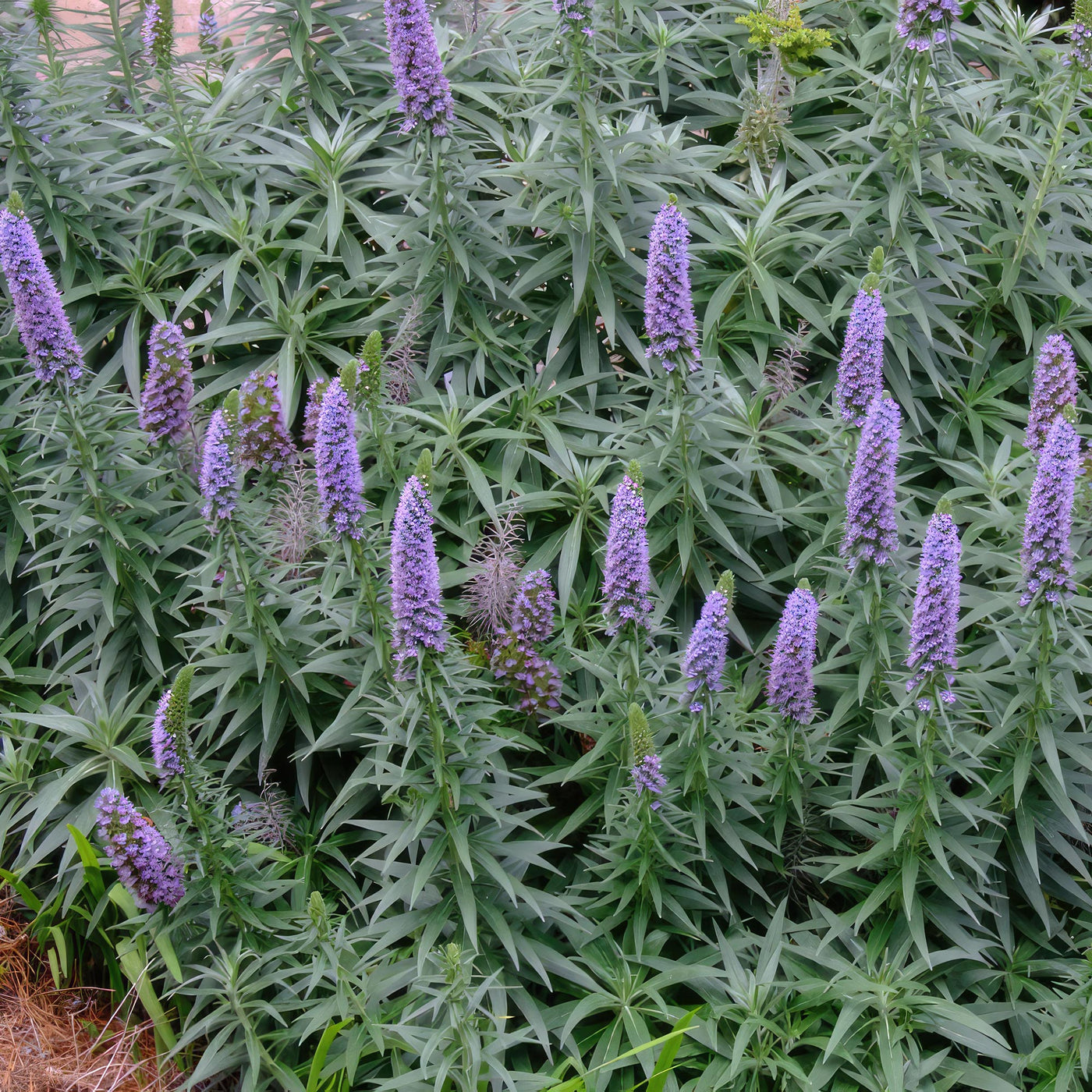 Shop 'Pride of Madeira – Echium candicans' Care & Growing Guide