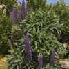 Pride of Madeira ‘Echium candicans’