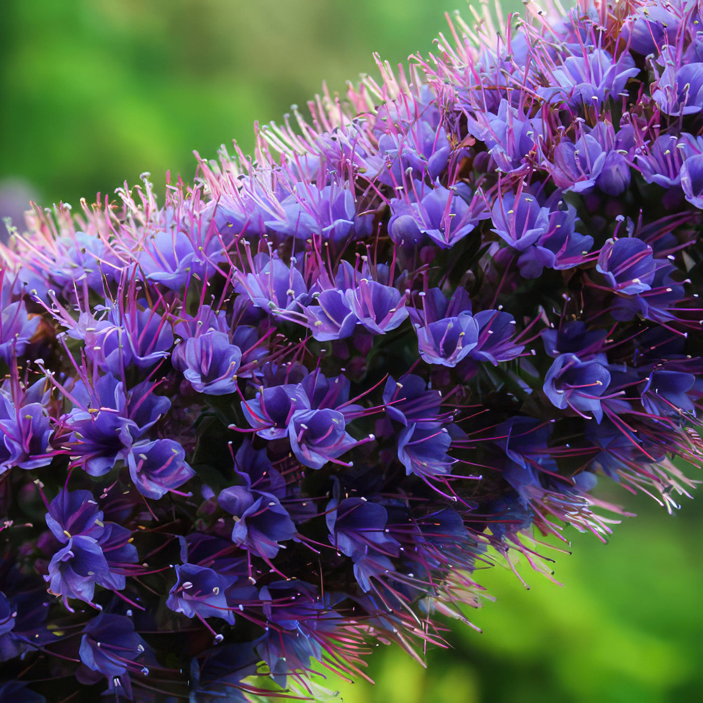 Pride of Madeira ‘Echium candicans’