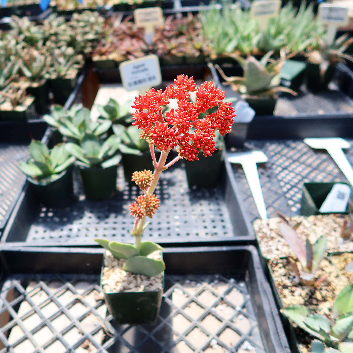 prop succulents Propeller Plant 'Crassula falcata' - Order Online