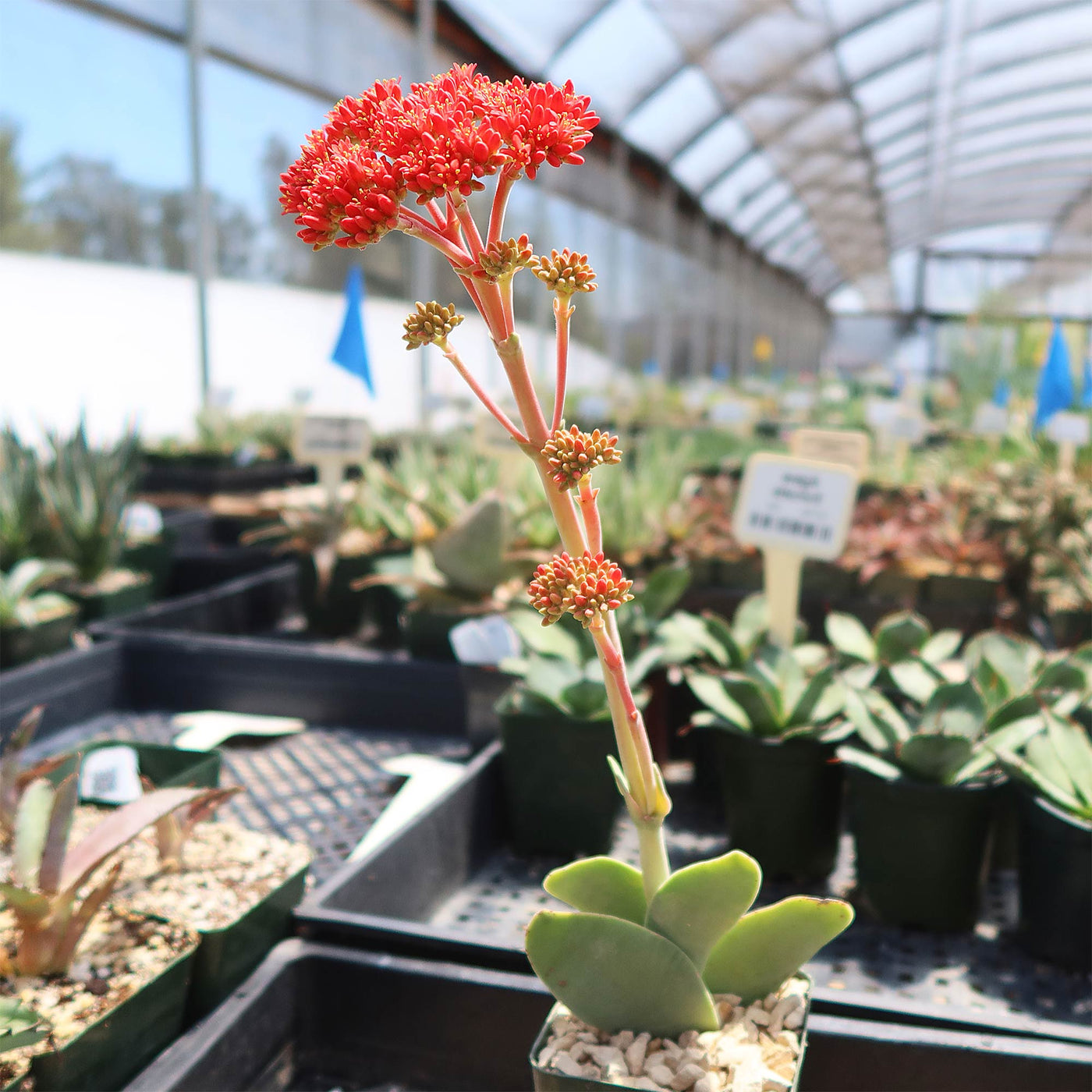 succulent propeller plant Propeller Plant 'Crassula falcata' - Order Online