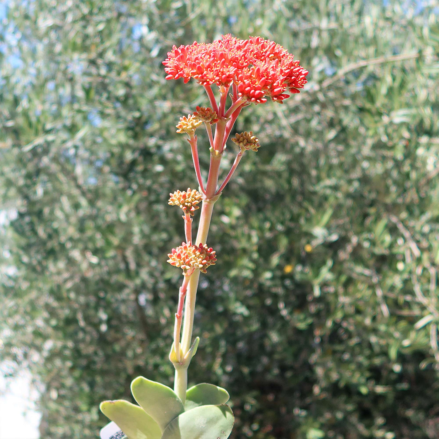 Propeller Plant 'Crassula falcata'