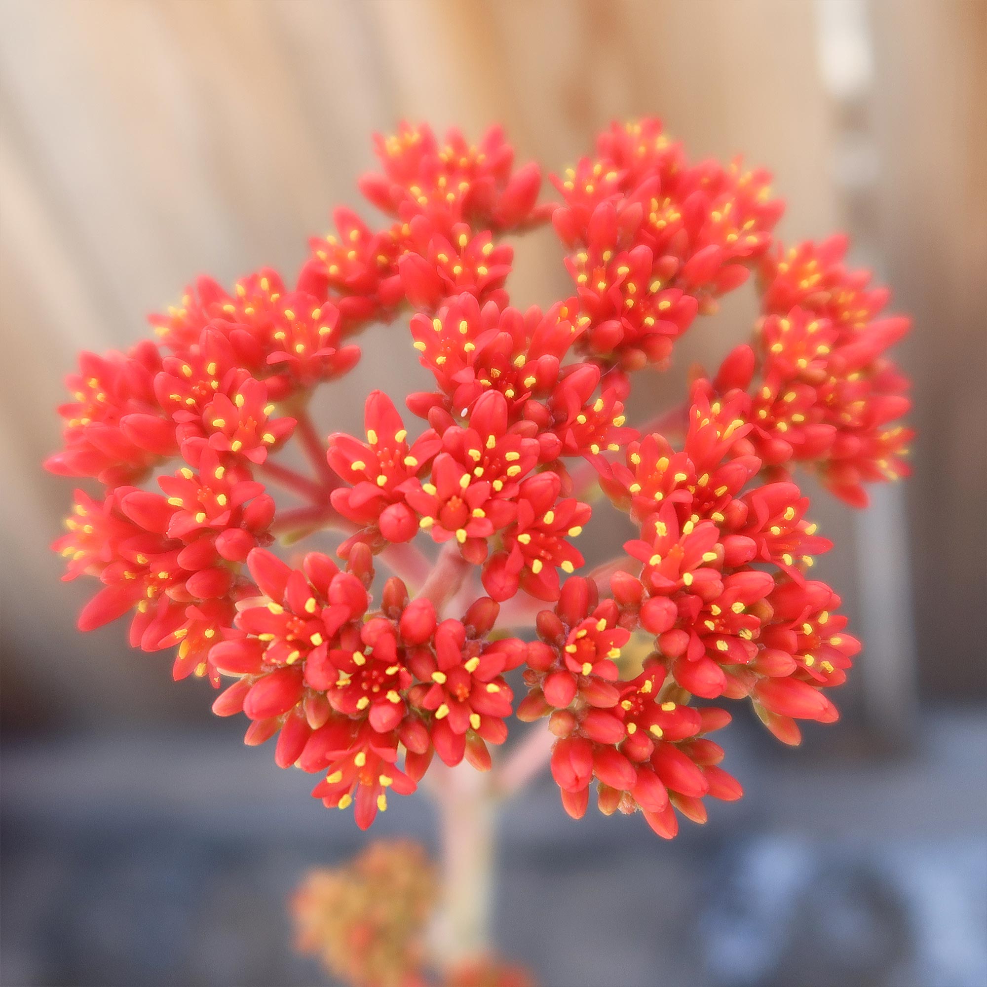 Propeller Plant 'Crassula falcata'