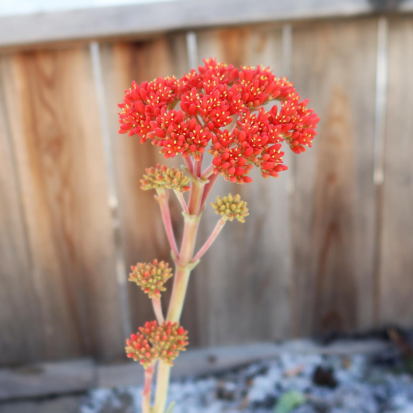 Propeller Plant 'Crassula falcata'