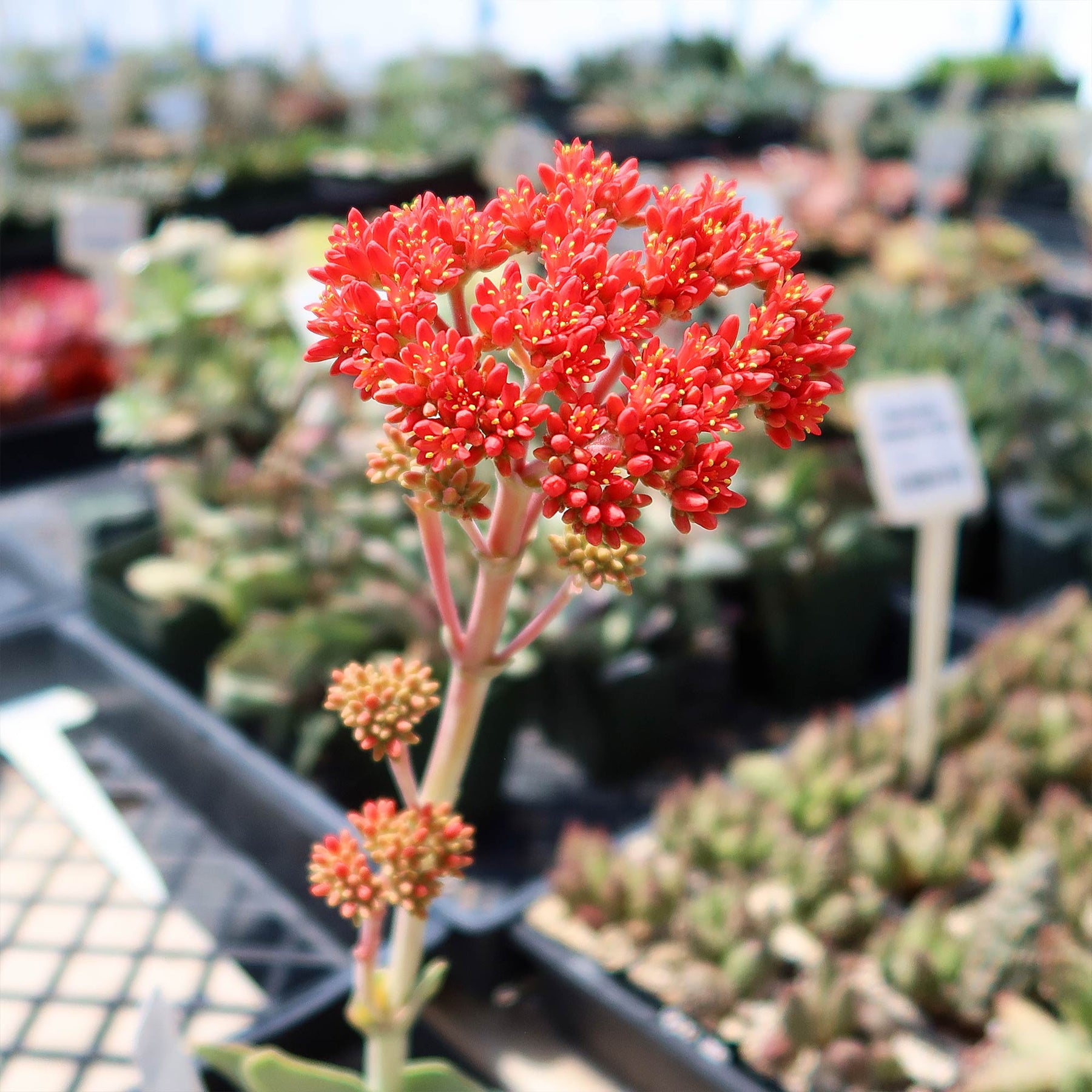 succulent with tiny red flowers Propeller Plant 'Crassula falcata'