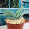 Propeller Plant &