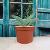 Propeller Plant &
