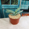 Propeller Plant &