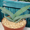 Propeller Plant &