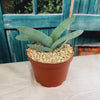 Propeller Plant &